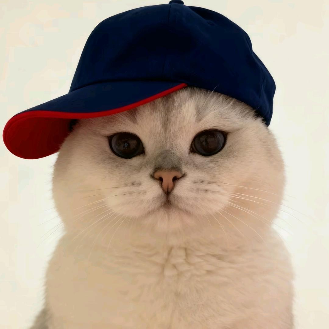 大口吸溜面条🍜