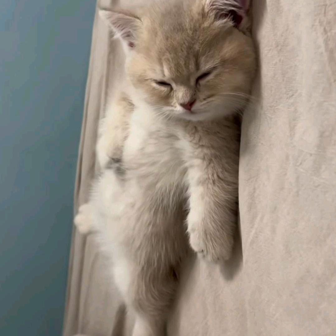 恼火的小坤猫