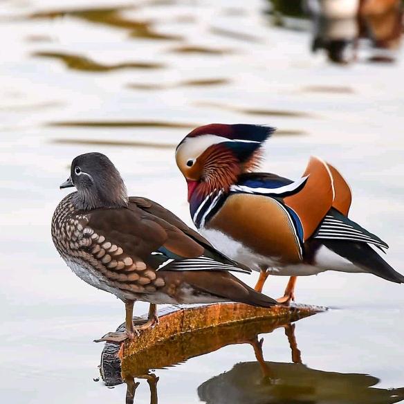 《望星空》🎻🎻🎻