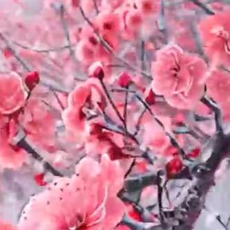 喜欢夏天的我。