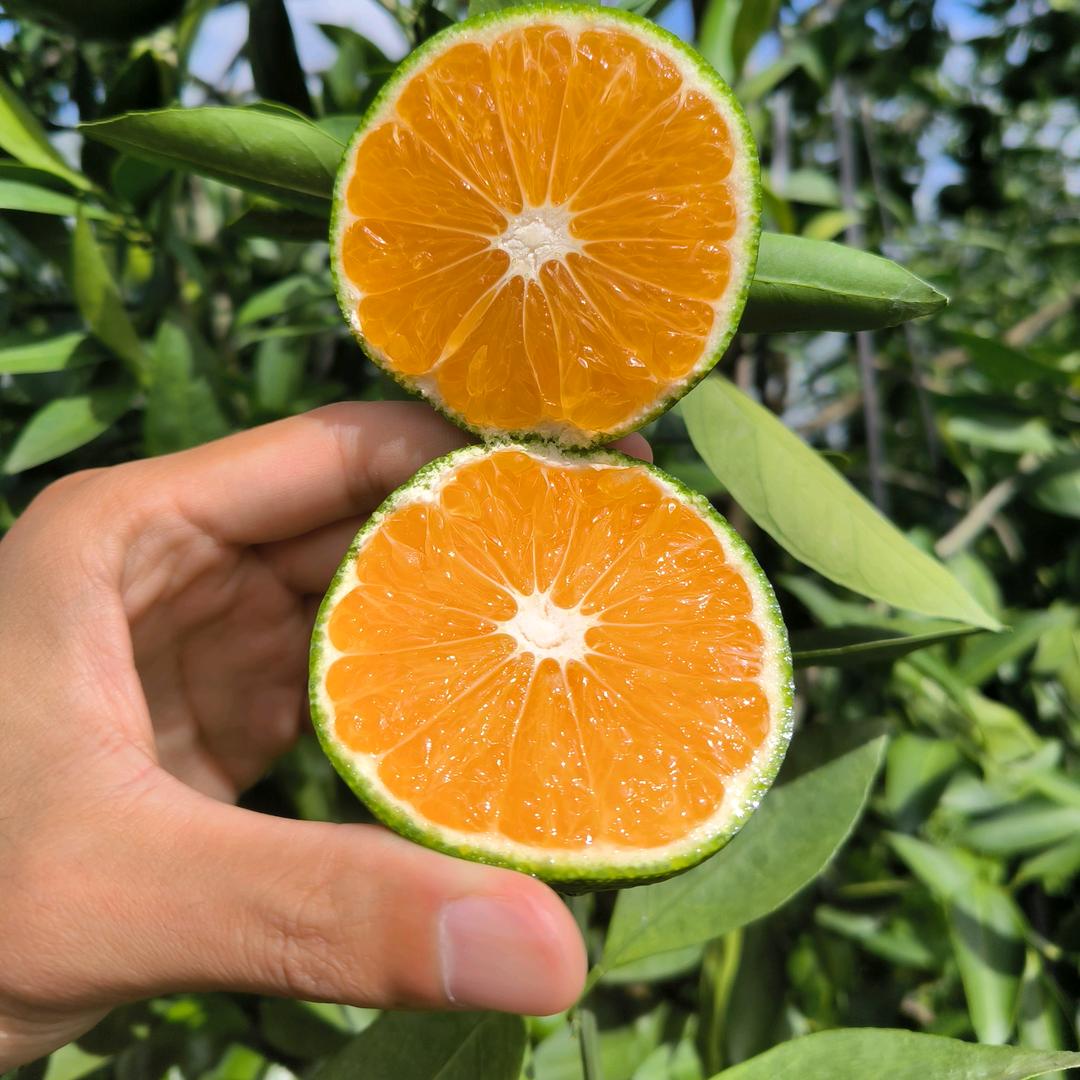 大路家的赣南脐橙