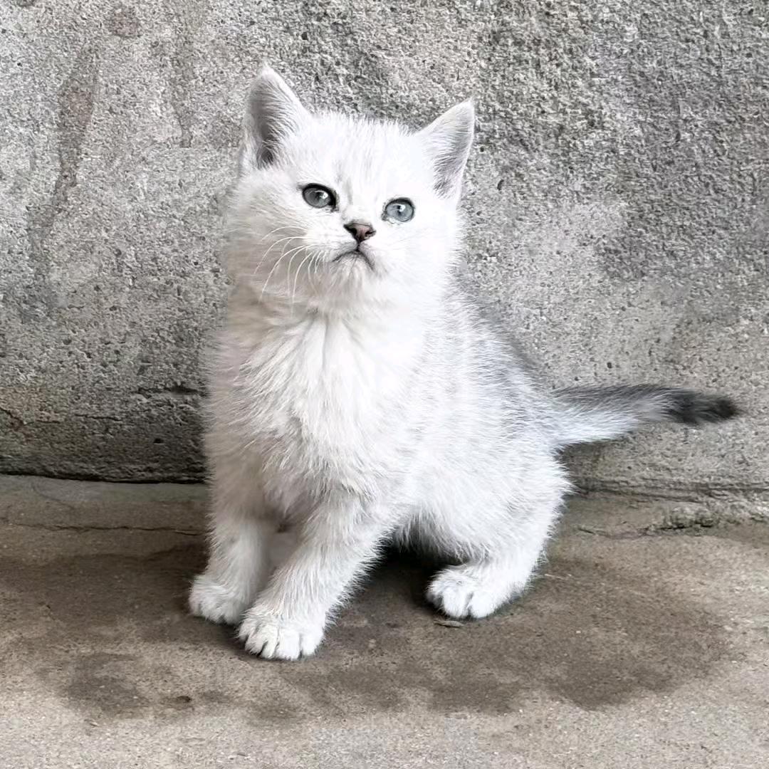 一根廉价的香烟