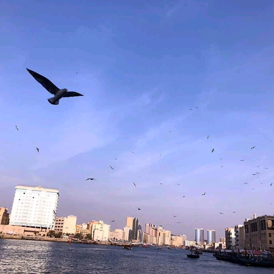 阿高