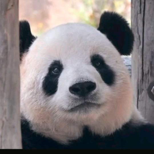 Panda 光年