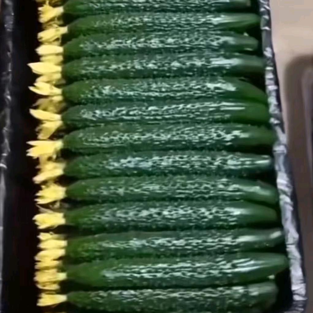 寿光宏亮农业科技有限公司（黄瓜小姐姐）