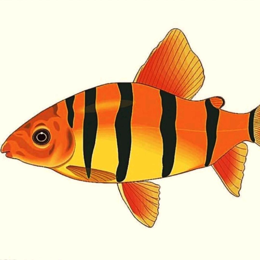 Duras