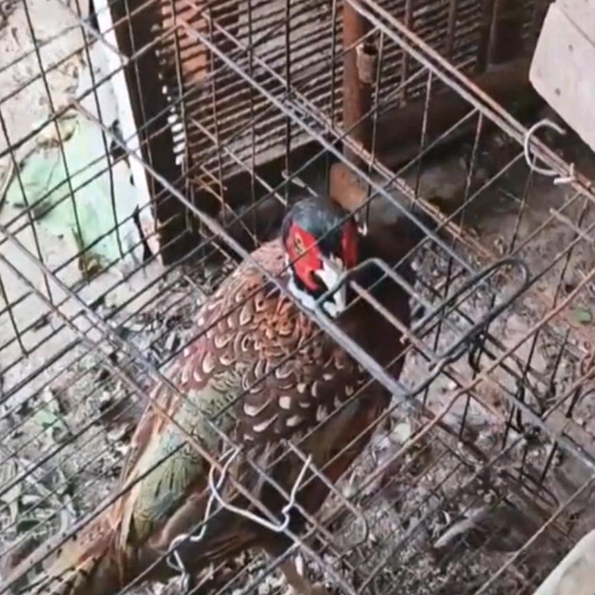 冬幽观赏鸡舍 致力于繁殖自己 特殊种鸡