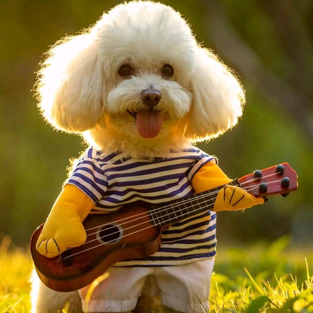 兔子🔥（手机摄影）