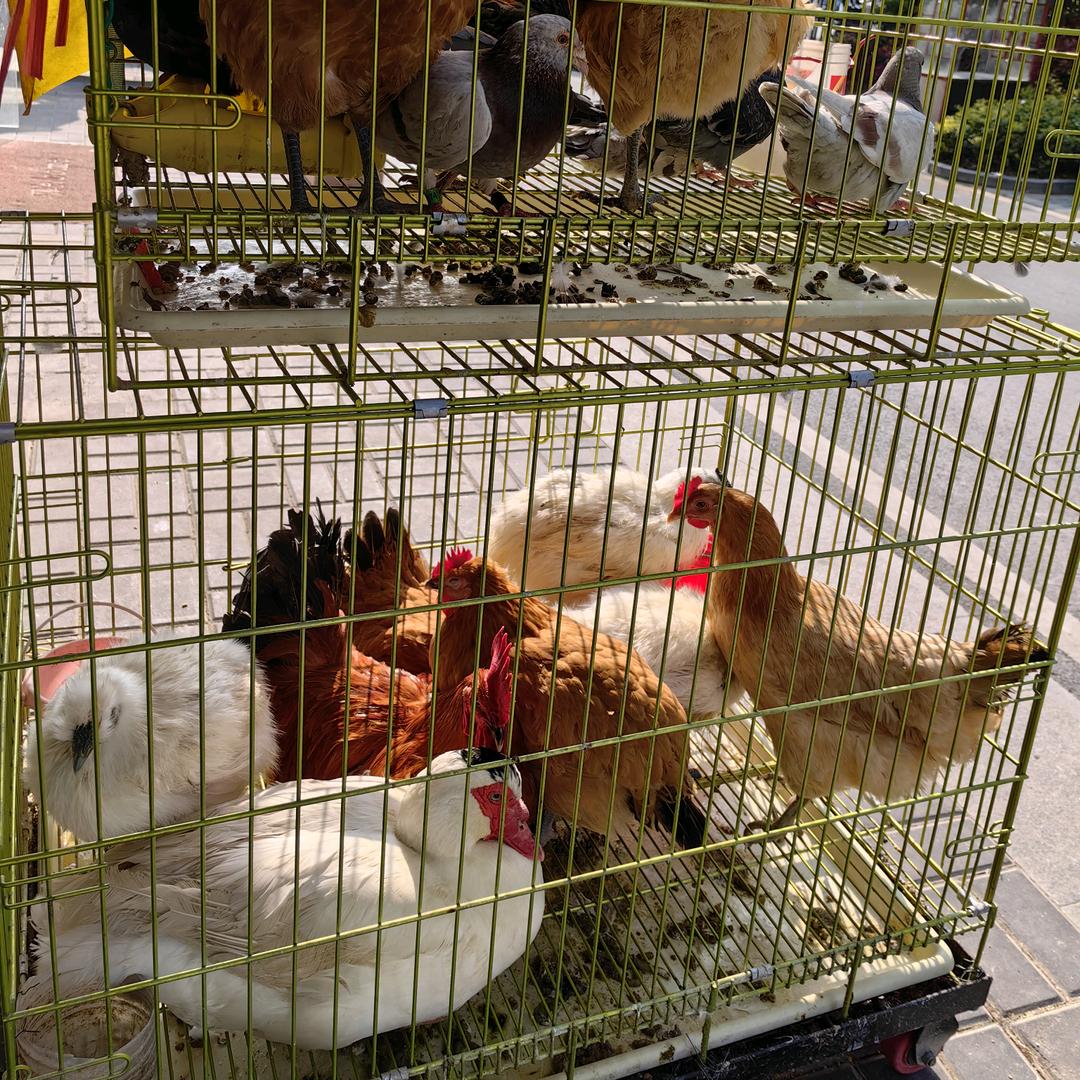 浩哥生鲜超市   出售鸡鸭鹅水产品