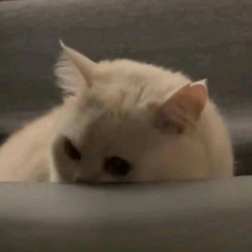 小辰.