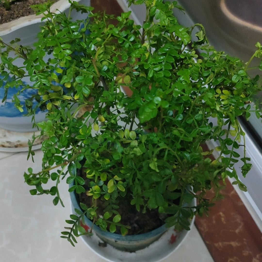 小新新
