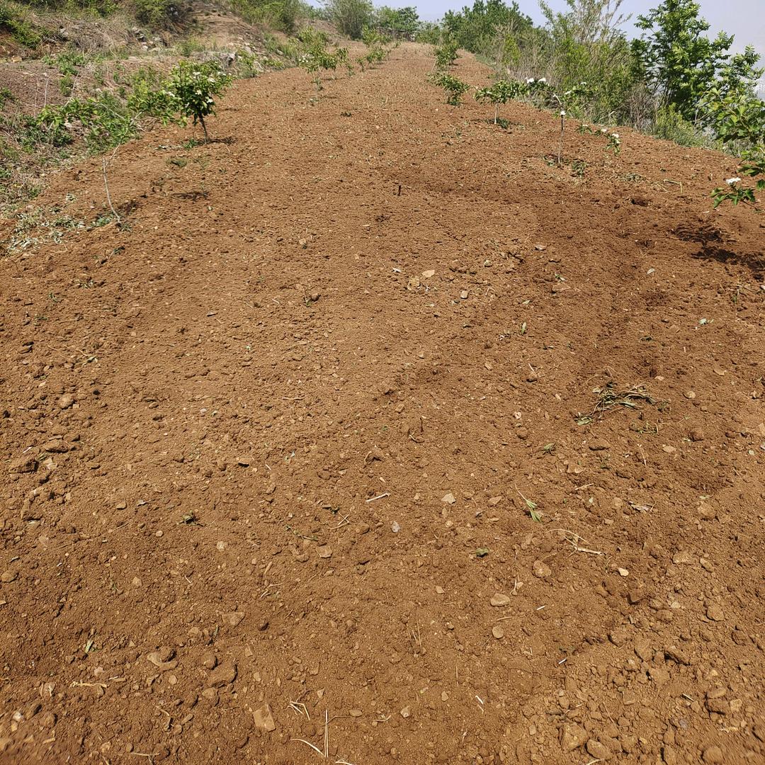 大王叫我来巡山
