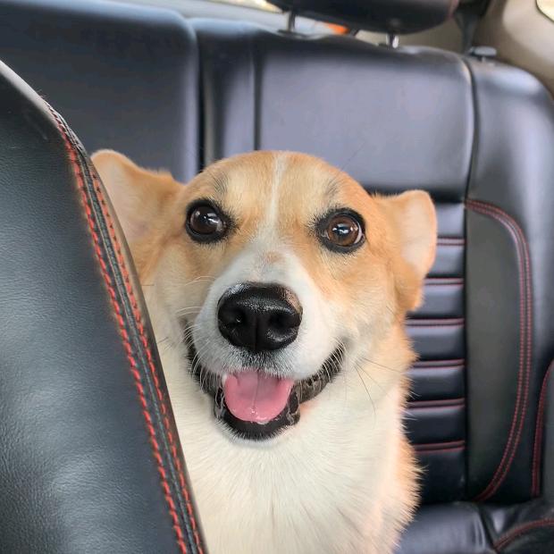 民用柯基  果冻