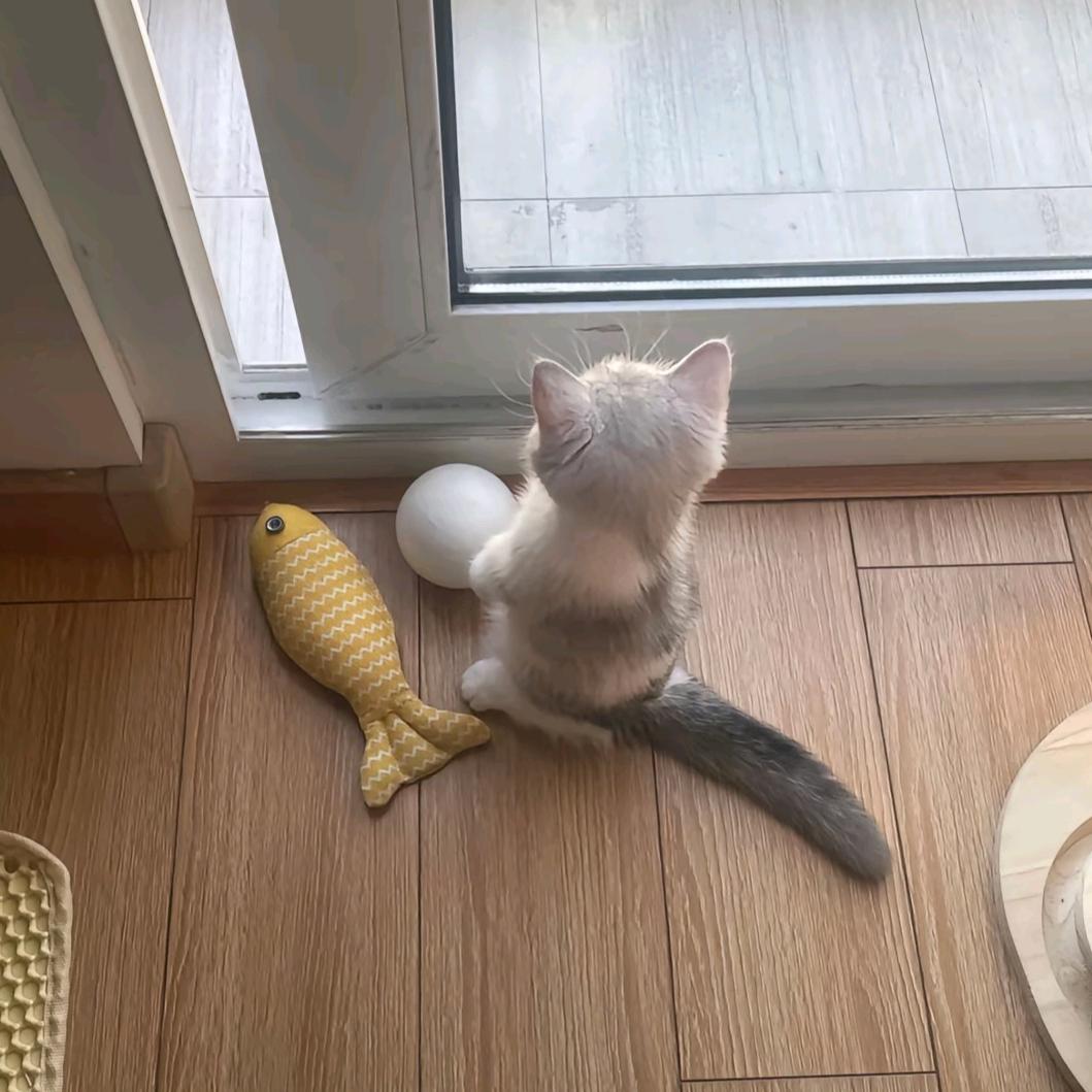 猫条