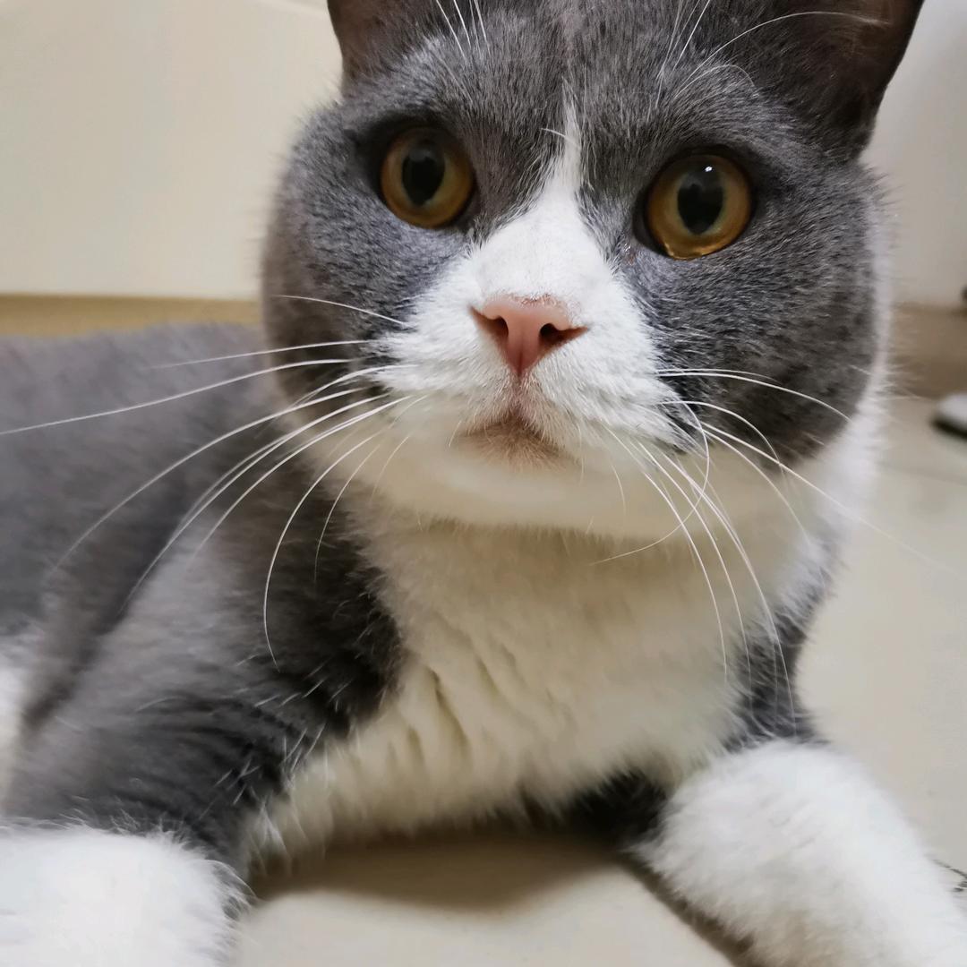 猫一晚zz