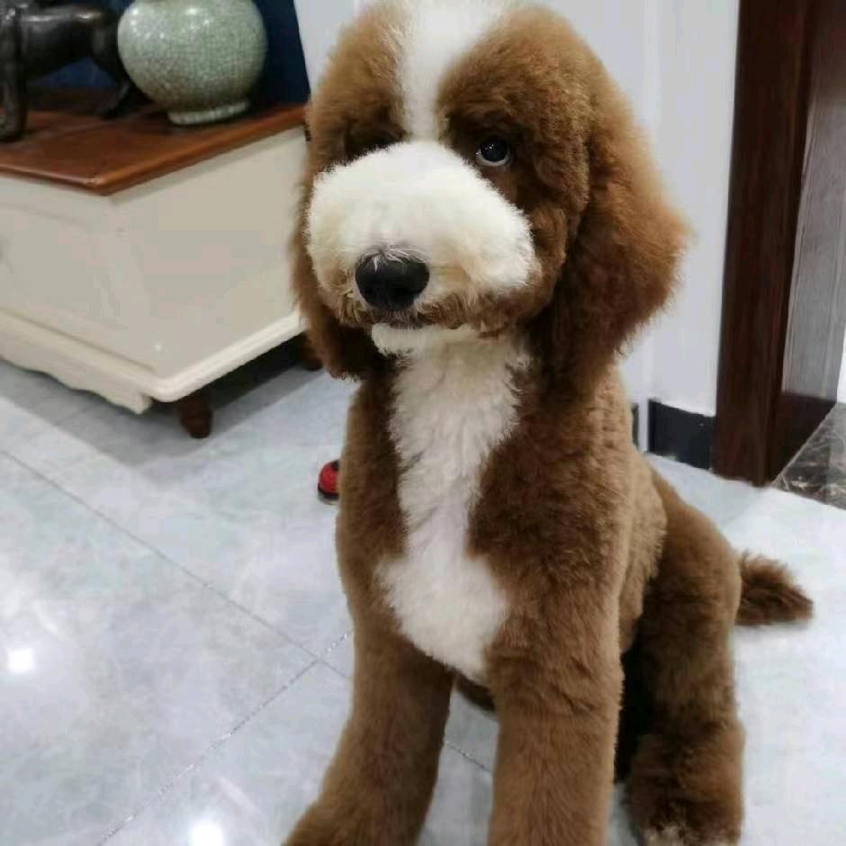 安迪高端私宠