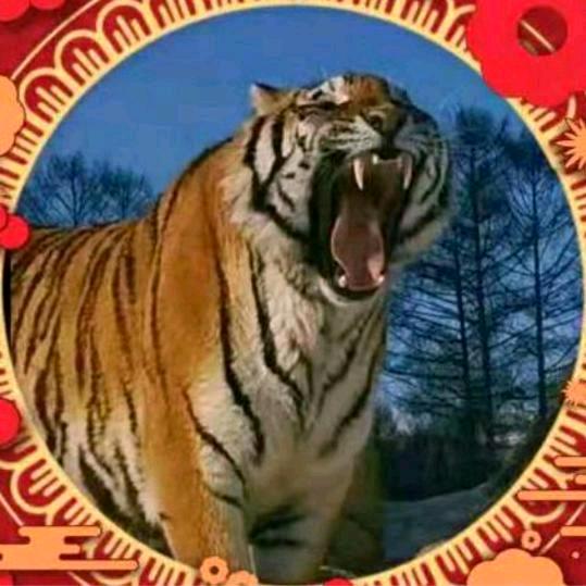 🌲森林之王🌲