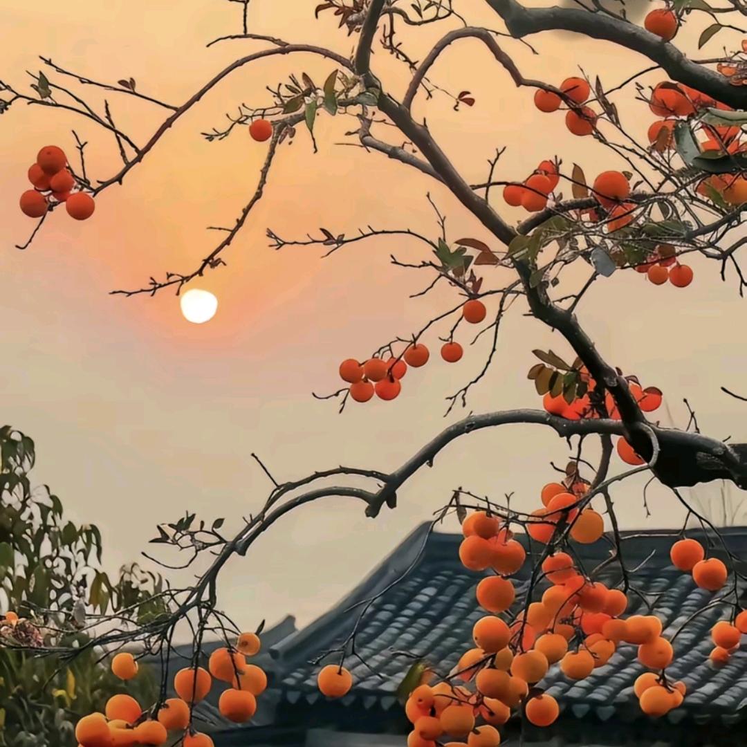 柿柿如意