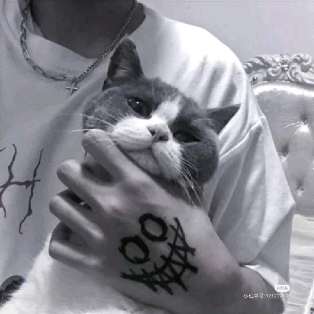 雾嘟月