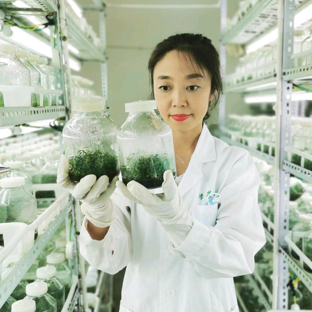 绿海朋莱