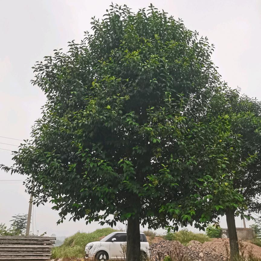 四海苗木合作社