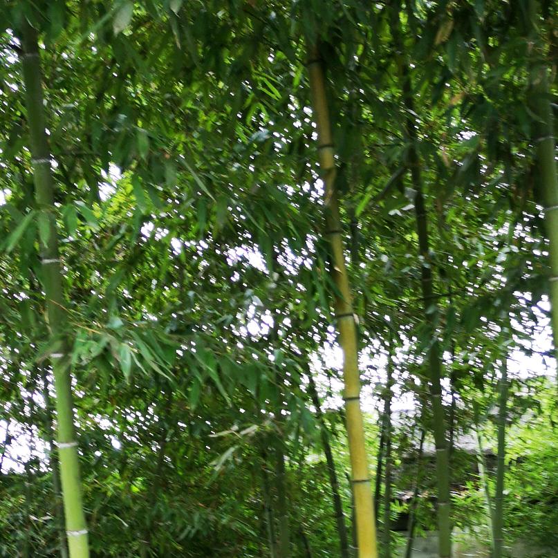 向心特惠