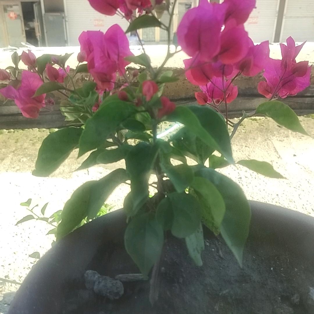 古月