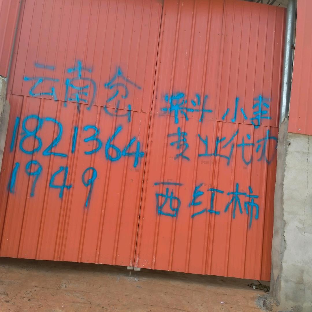 云南岔科番茄小李