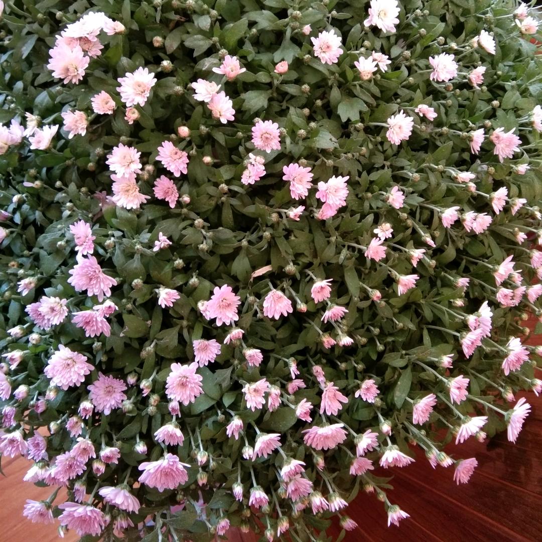 😍诗意盎然😍