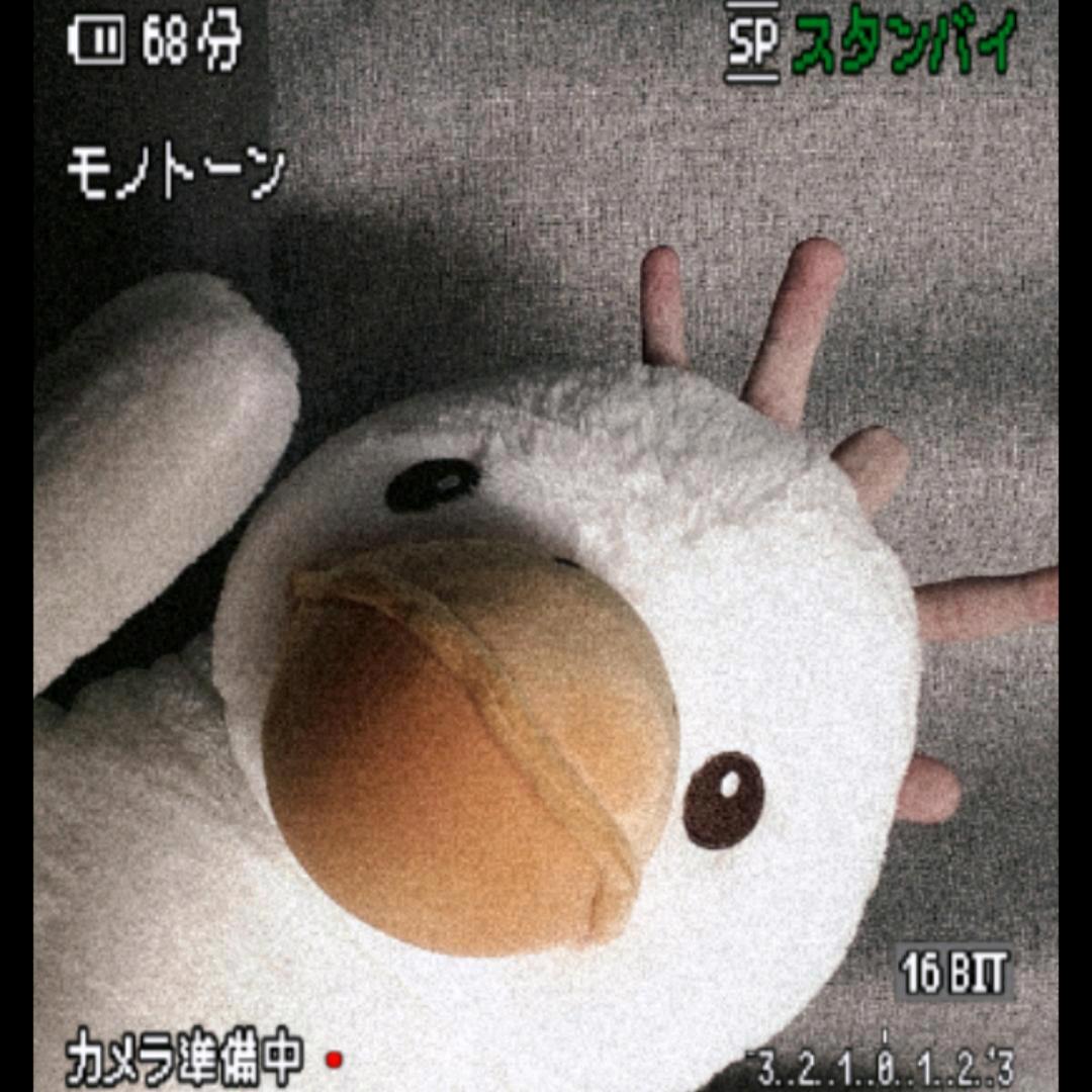 白小菜