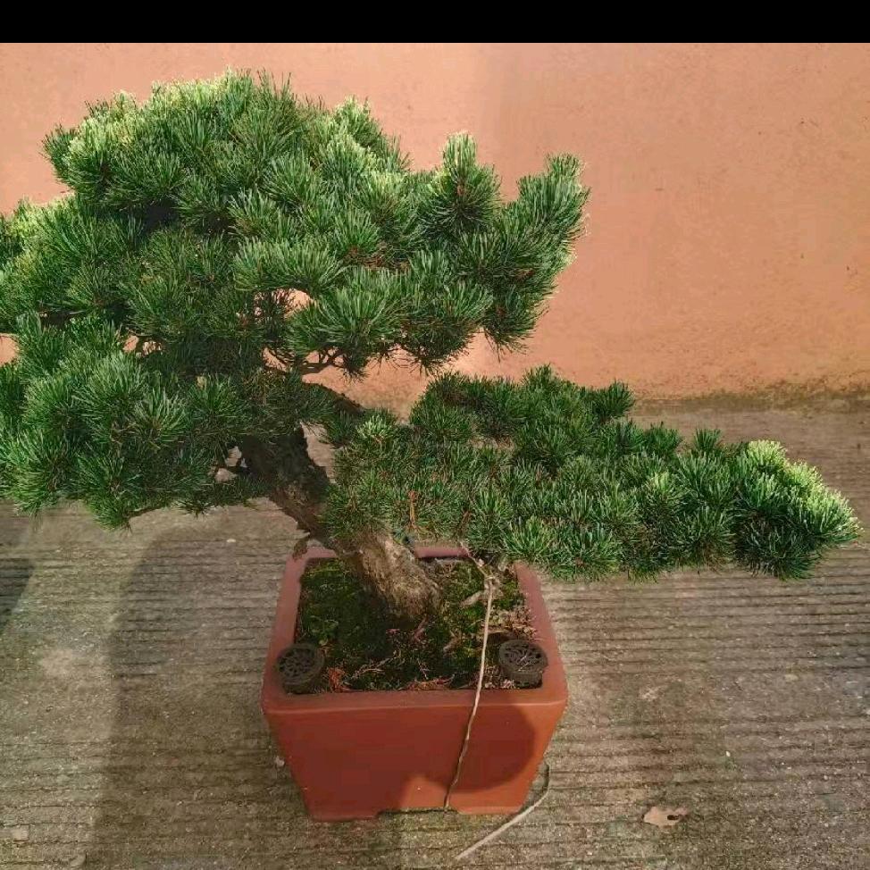 🍁亳州大哥
