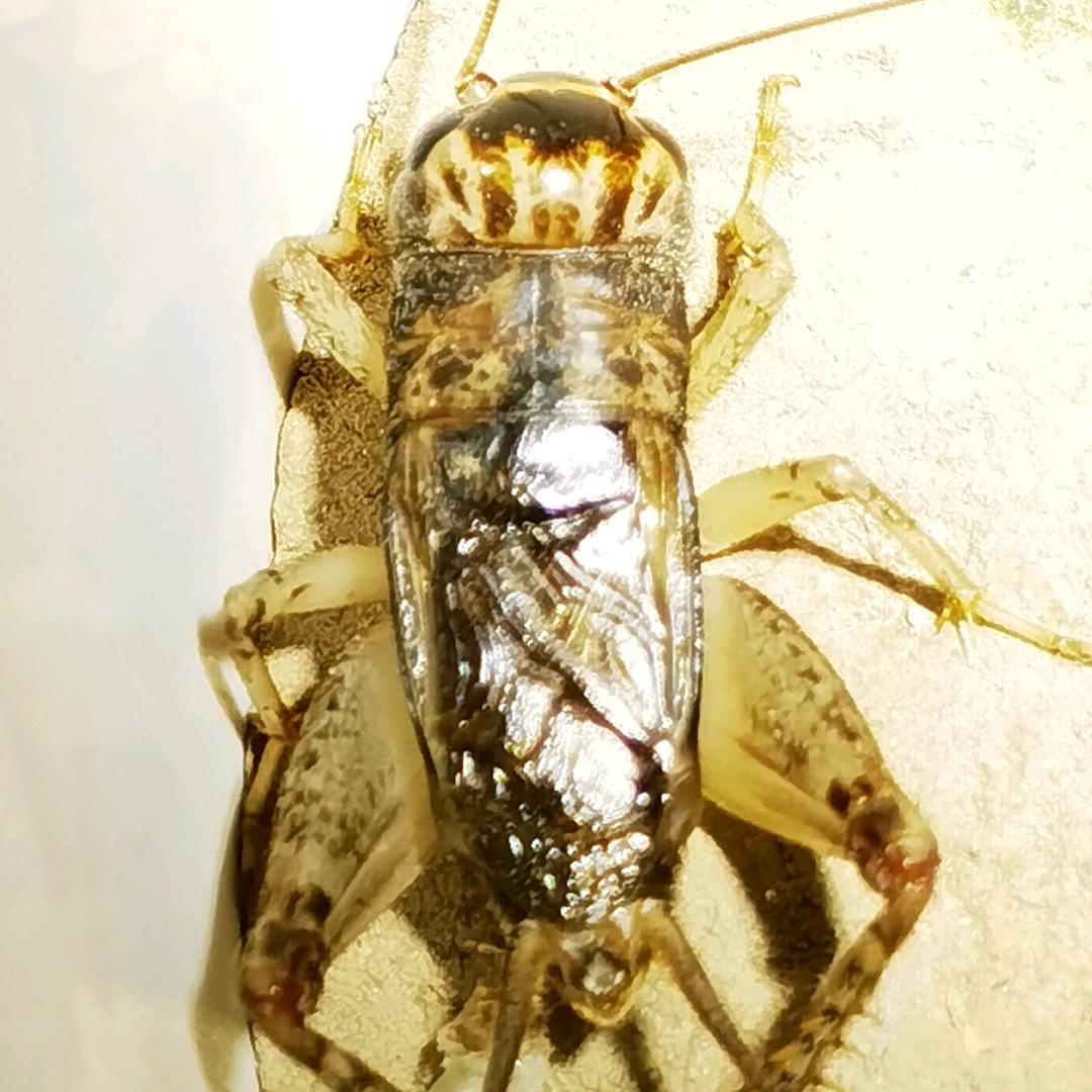 河南延津精品蟋蟀