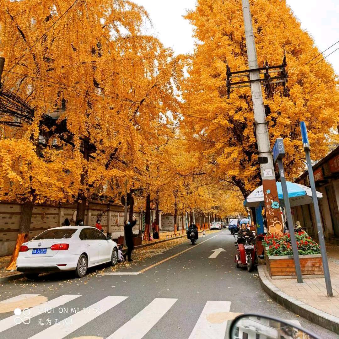 蝴蝶为花碎ン花却随风飞