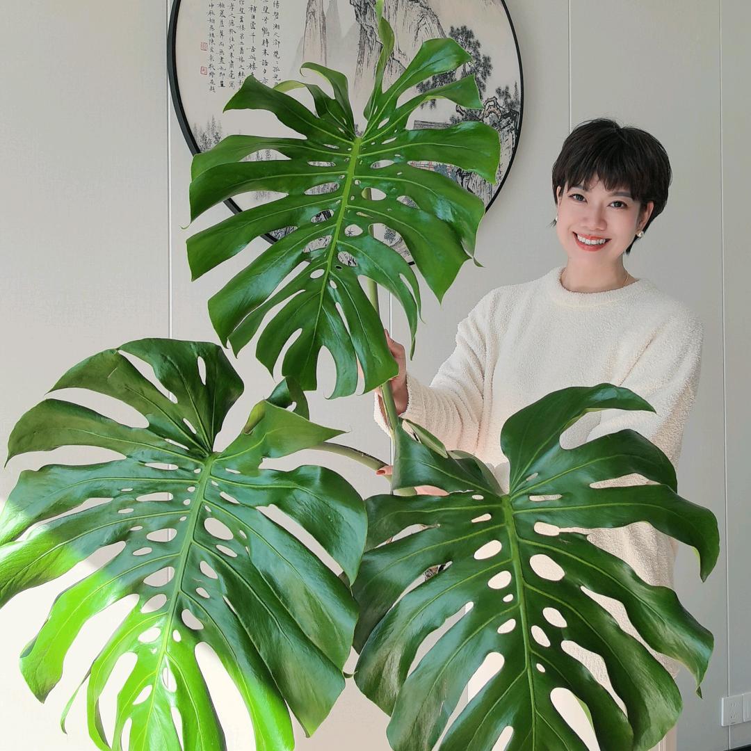 陌野植研所 Mora Botanic Lab