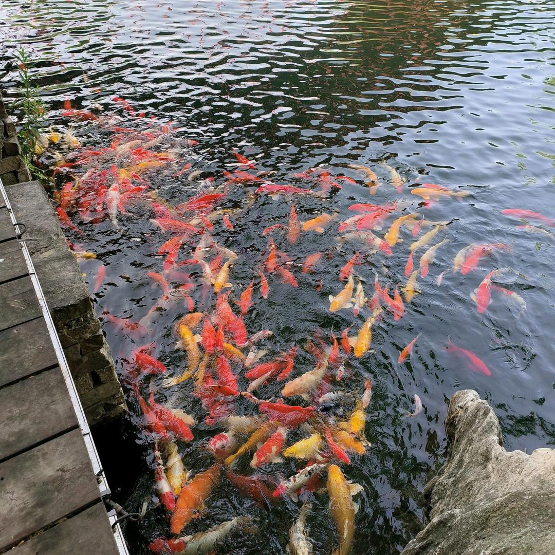 忕佪