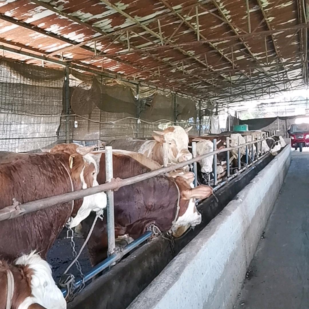 乔家新鲜土牛肉