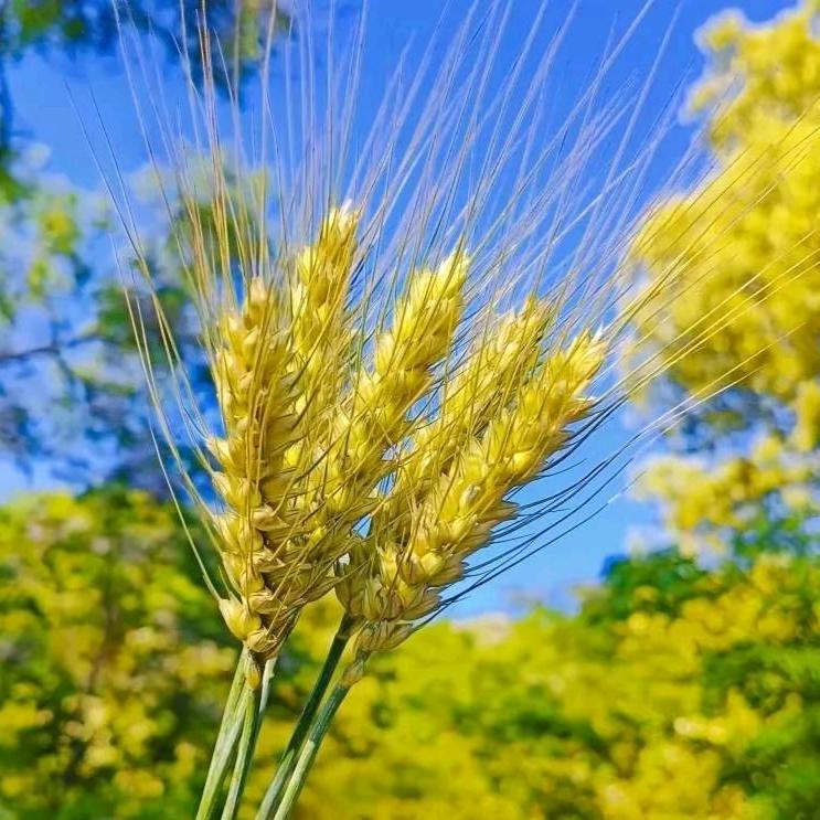 一花一世界