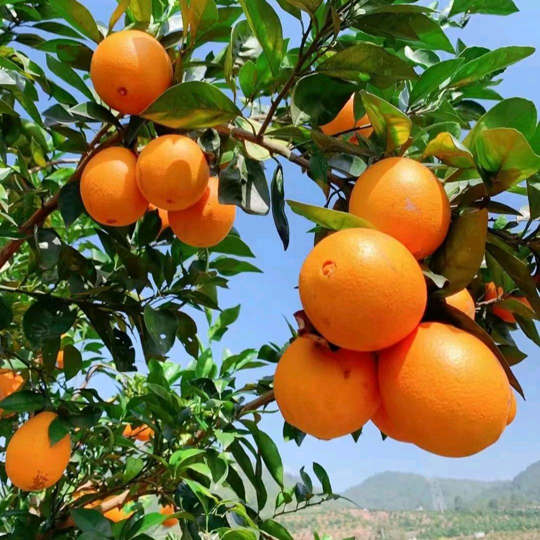 赣南脐橙小张