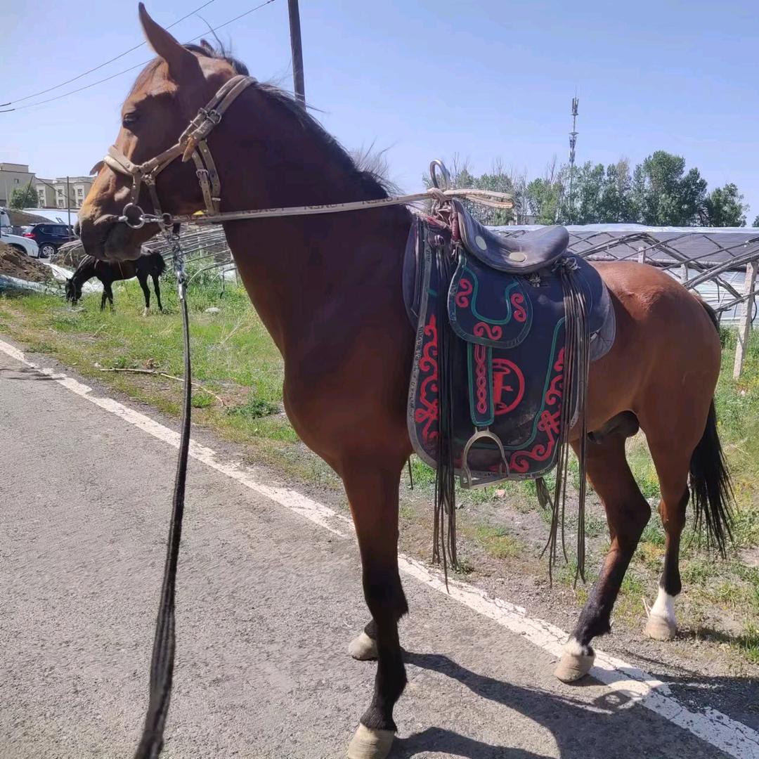 马上遇见野骑营