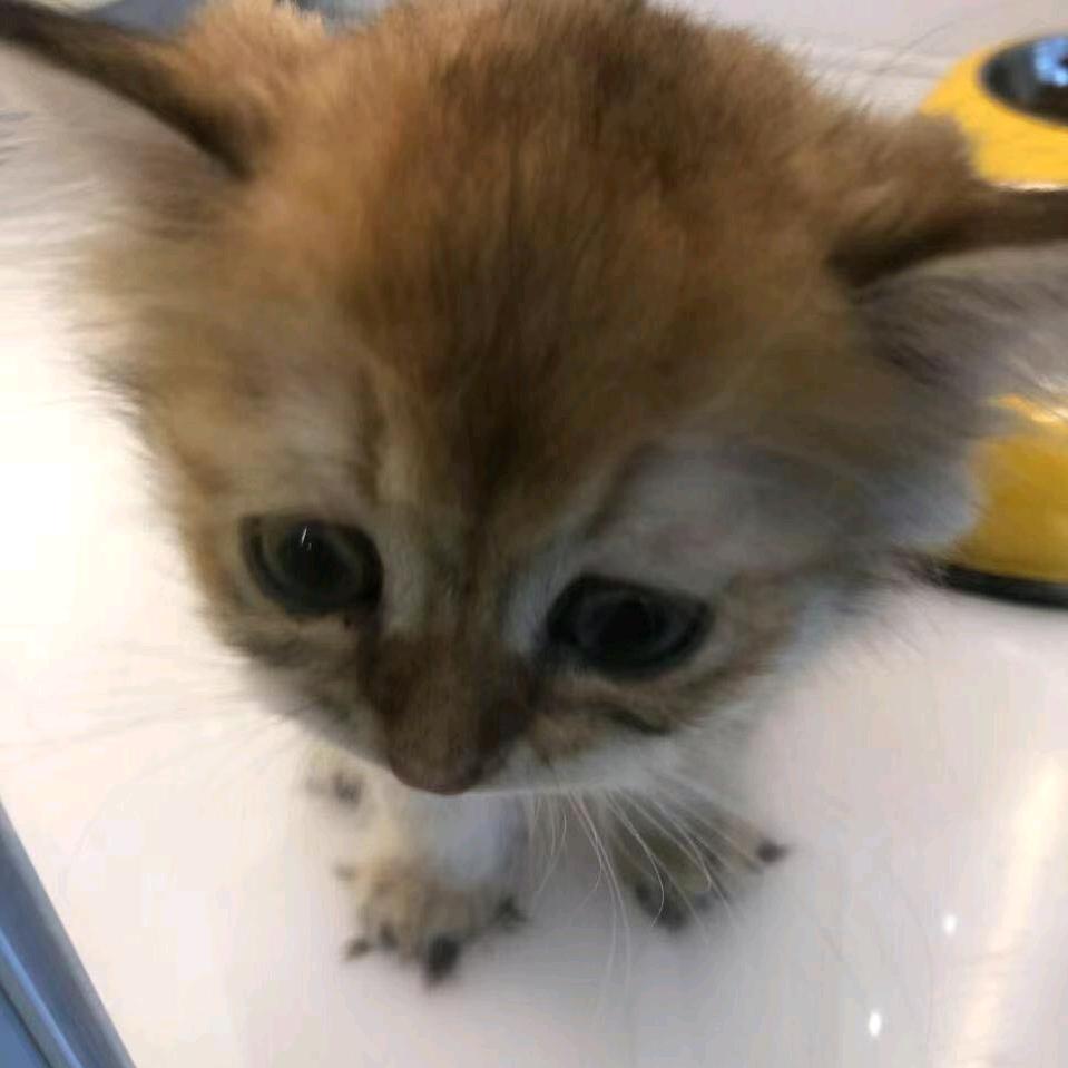 永远不死耶