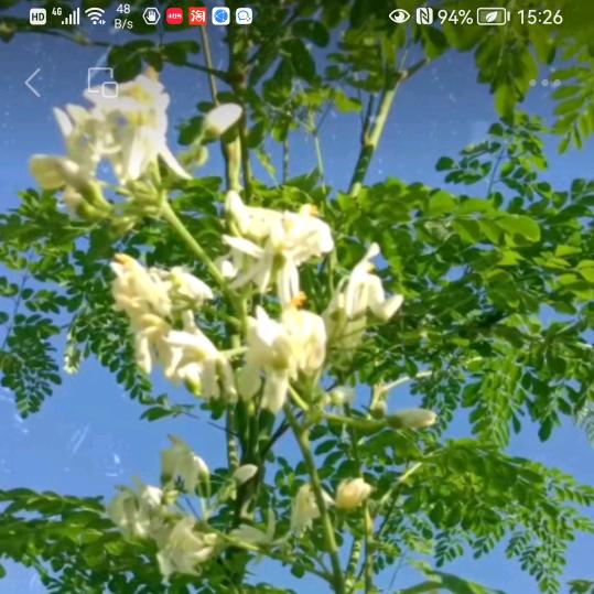 辣木恋