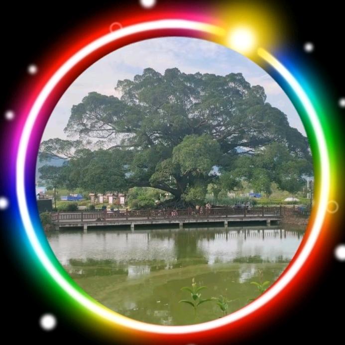 大榕树K歌