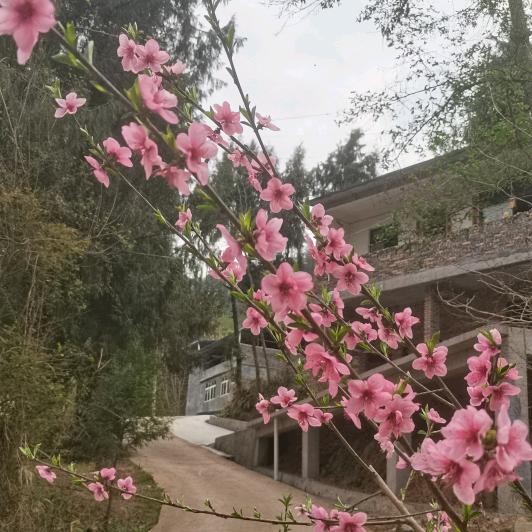 雨田田园绿色   不固定直播