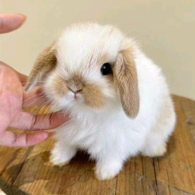 萌宠兔兔