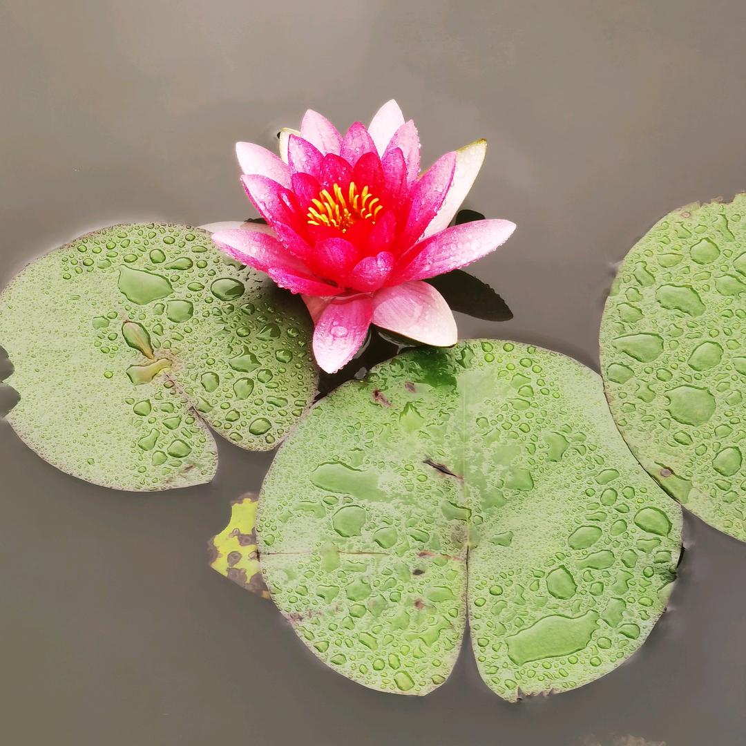 滚滚红尘