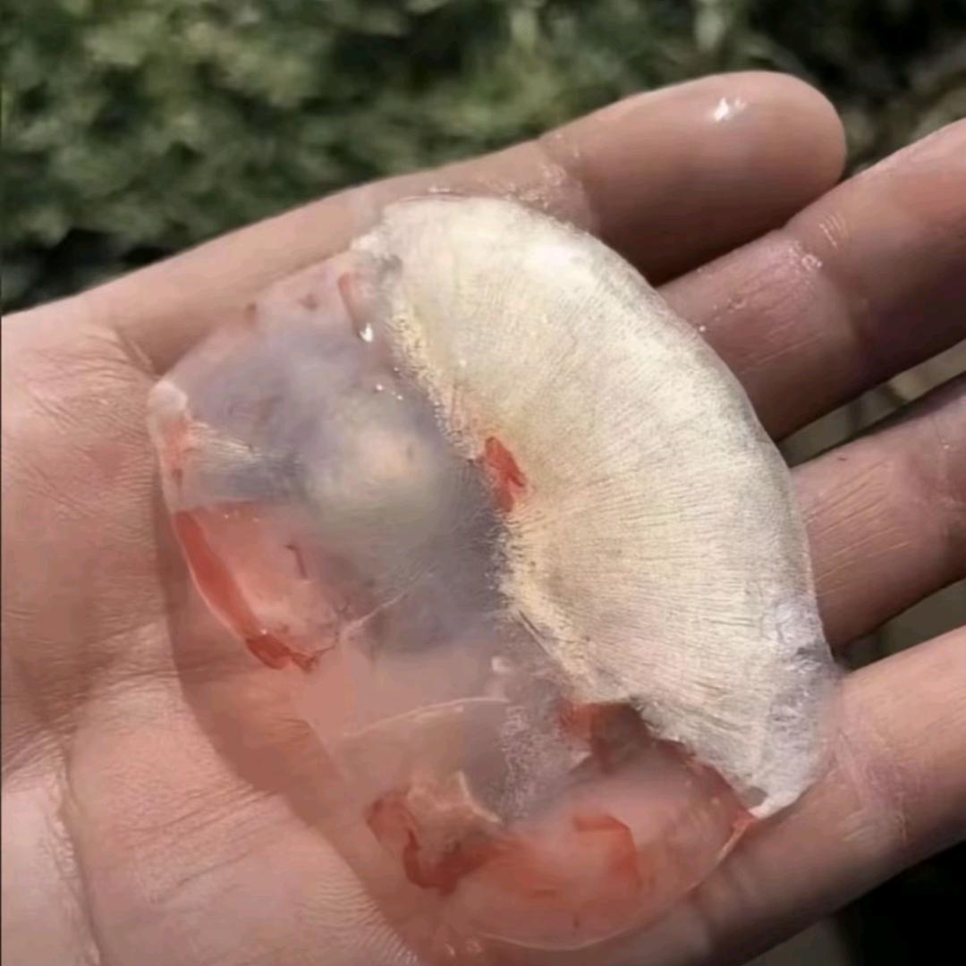 崇阳一级打龟钓手