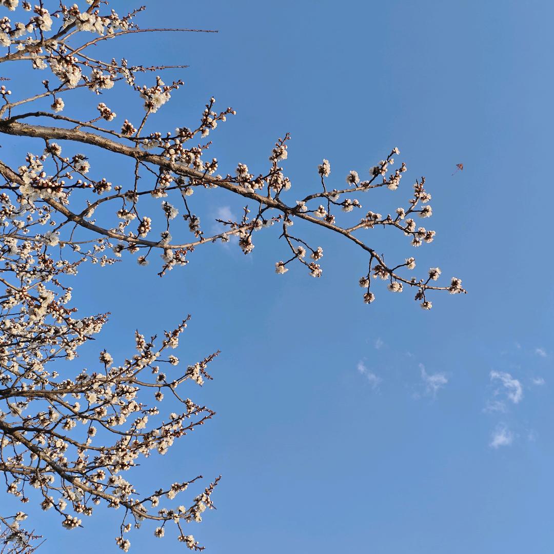 我是一条鱼