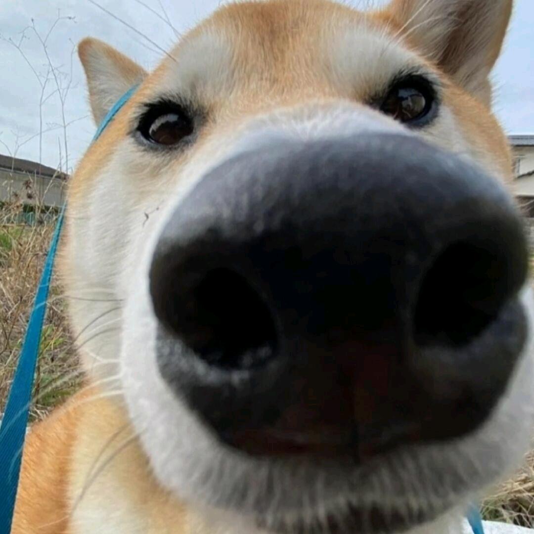 ꧁葬愛家族·菲少꧂