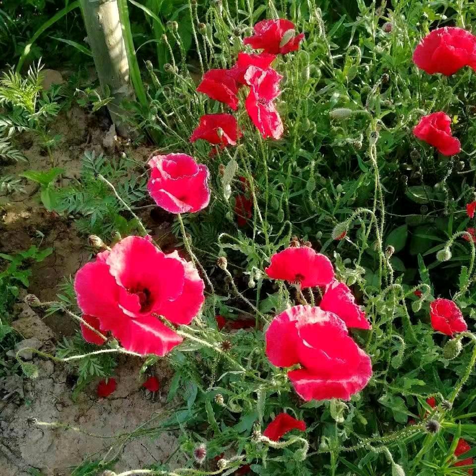 遇良建筑-包工包料