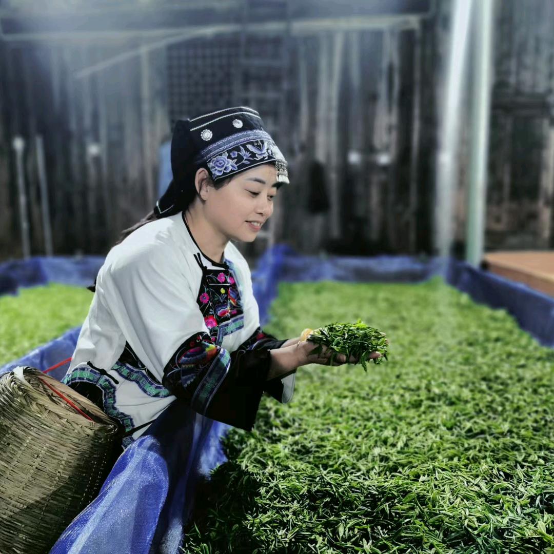 山枣溪莫姐（卡洞黄金茶源头茶厂）